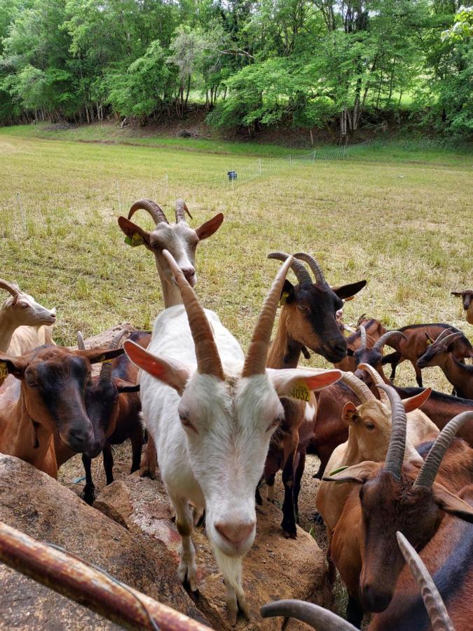 Au Petit Bois Magique Daire Payrac Dış mekan fotoğraf
